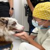 Cães da Guarda Municipal de Santos visitam a Santa Casa